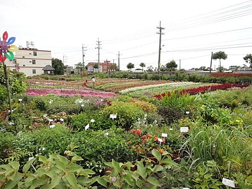 【中壢】青松農場 - 第3張圖 【中壢】青松農場