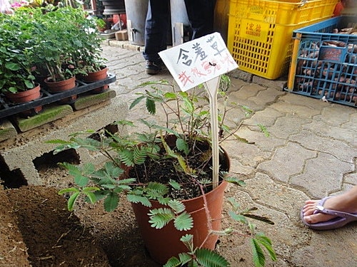 【中壢】青松農場 - 第8張圖 【中壢】青松農場