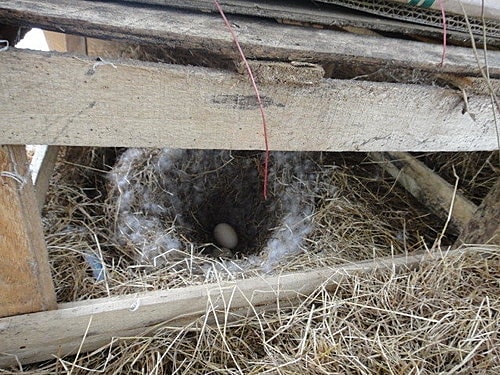 【中壢】青松農場 - 第15張圖 【中壢】青松農場