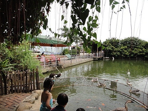 【中壢】青松農場 - 第16張圖 【中壢】青松農場