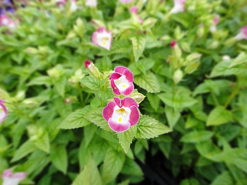 【中壢】青松農場 - 第50張圖 【中壢】青松農場