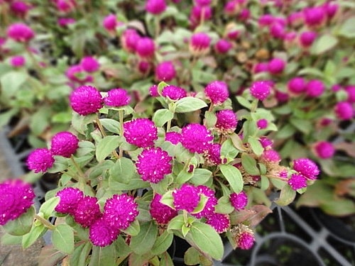 【中壢】青松農場 - 第49張圖 【中壢】青松農場