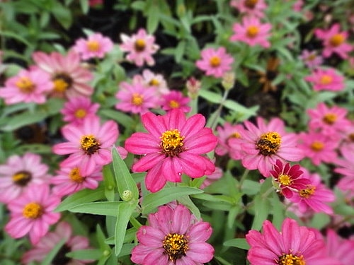 【中壢】青松農場 - 第51張圖 【中壢】青松農場