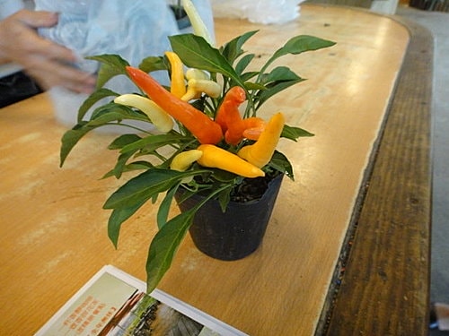 【中壢】青松農場 - 第58張圖 【中壢】青松農場