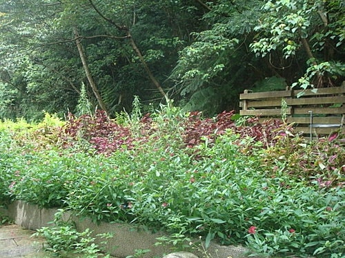 【大溪】三坑老街&大溪老街 - 第13張圖 【大溪】三坑老街&大溪老街