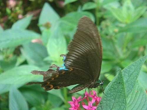 【大溪】三坑老街&大溪老街 - 第15張圖 【大溪】三坑老街&大溪老街