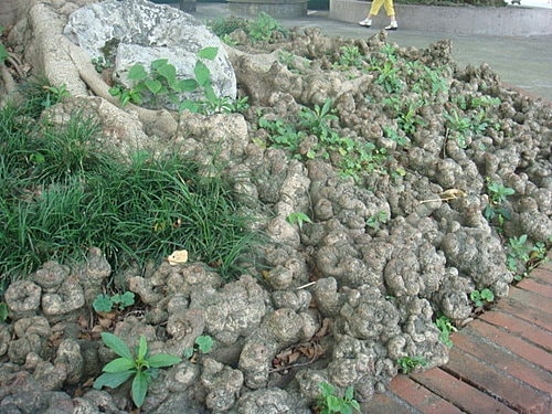 【大溪】觀音亭 - 第12張圖 【大溪】觀音亭