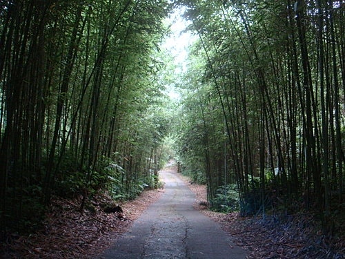 【尖石】6號花園 - 第5張圖 【尖石】6號花園