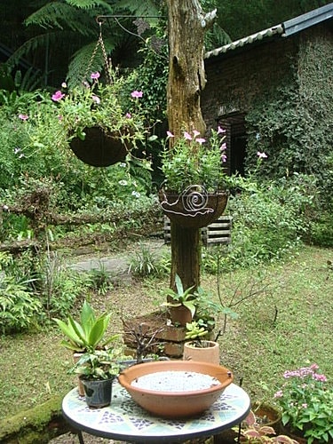 【尖石】6號花園 - 第8張圖 【尖石】6號花園