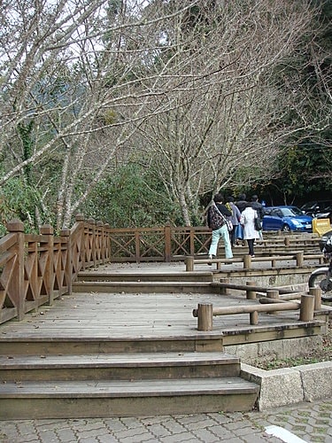 【復興】拉拉山神木 - 第7張圖 【復興】拉拉山神木