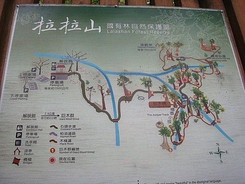 【復興】拉拉山神木 - 第8張圖 【復興】拉拉山神木