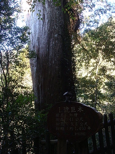 【復興】拉拉山神木 - 第10張圖 【復興】拉拉山神木