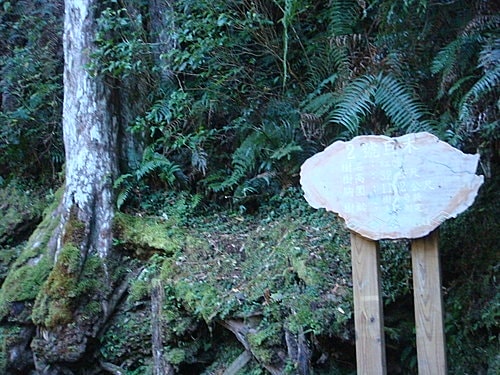 【復興】拉拉山神木 - 第11張圖 【復興】拉拉山神木