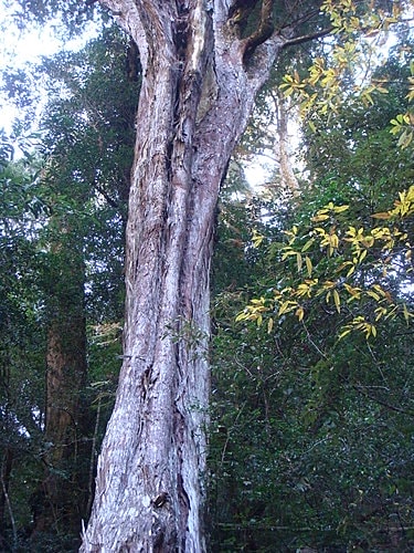 【復興】拉拉山神木 - 第12張圖 【復興】拉拉山神木
