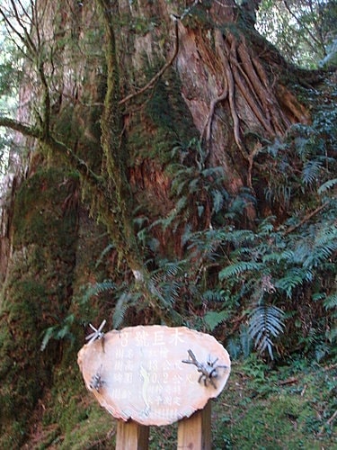 【復興】拉拉山神木 - 第13張圖 【復興】拉拉山神木