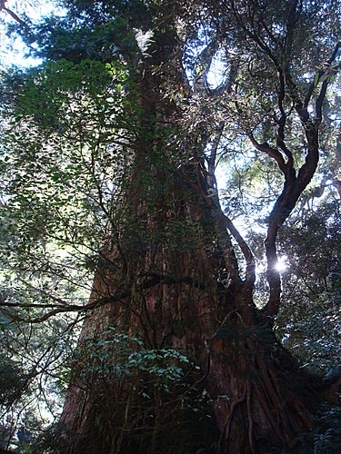 【復興】拉拉山神木 - 第14張圖 【復興】拉拉山神木