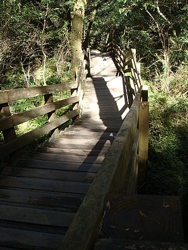 【復興】拉拉山神木 - 第16張圖 【復興】拉拉山神木