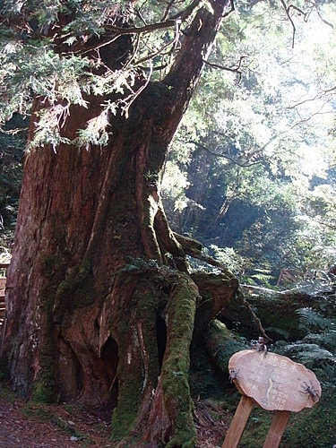 【復興】拉拉山神木 - 第15張圖 【復興】拉拉山神木