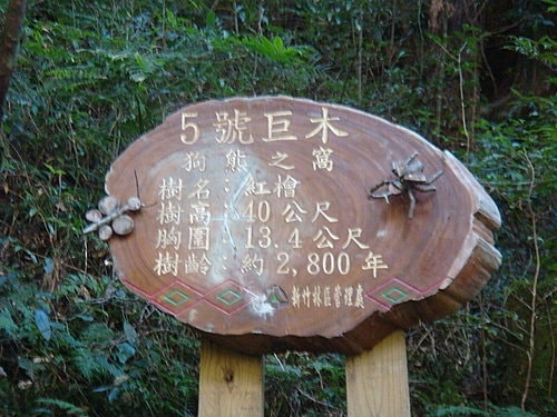 【復興】拉拉山神木 - 第17張圖 【復興】拉拉山神木
