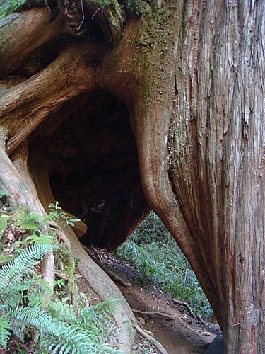 【復興】拉拉山神木 - 第18張圖 【復興】拉拉山神木