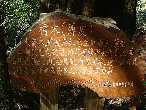 【復興】拉拉山神木 - 第21張圖 【復興】拉拉山神木