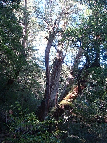 【復興】拉拉山神木 - 第20張圖 【復興】拉拉山神木