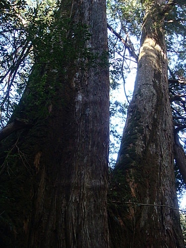 【復興】拉拉山神木 - 第19張圖 【復興】拉拉山神木