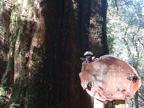 【復興】拉拉山神木 - 第22張圖 【復興】拉拉山神木