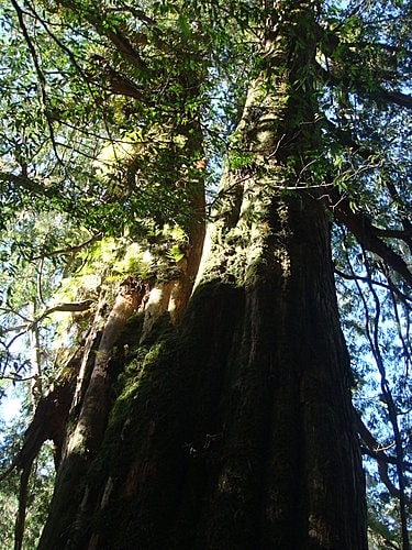 【復興】拉拉山神木 - 第23張圖 【復興】拉拉山神木