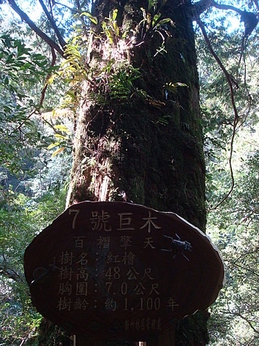 【復興】拉拉山神木 - 第24張圖 【復興】拉拉山神木