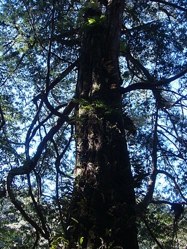【復興】拉拉山神木 - 第25張圖 【復興】拉拉山神木