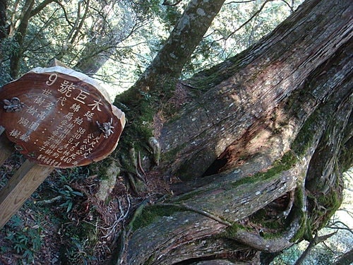 【復興】拉拉山神木 - 第26張圖 【復興】拉拉山神木