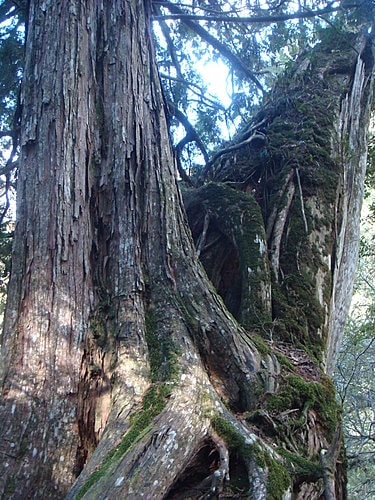【復興】拉拉山神木 - 第27張圖 【復興】拉拉山神木