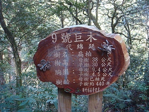 【復興】拉拉山神木 - 第28張圖 【復興】拉拉山神木