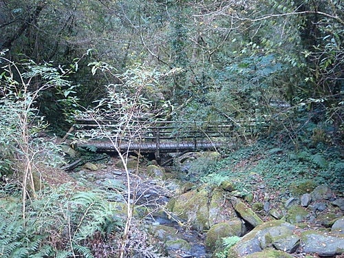 【復興】拉拉山神木 - 第30張圖 【復興】拉拉山神木