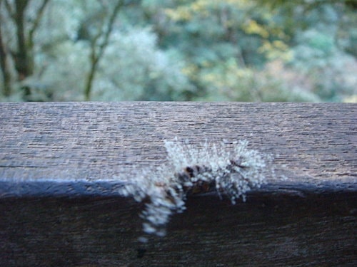 【復興】拉拉山神木 - 第31張圖 【復興】拉拉山神木