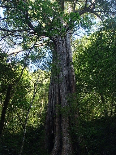 【復興】拉拉山神木 - 第35張圖 【復興】拉拉山神木