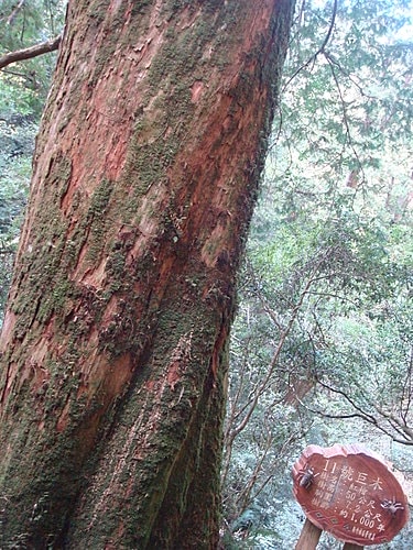 【復興】拉拉山神木 - 第36張圖 【復興】拉拉山神木