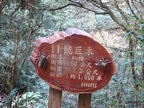 【復興】拉拉山神木 - 第37張圖 【復興】拉拉山神木