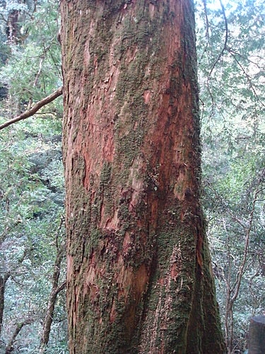 【復興】拉拉山神木 - 第38張圖 【復興】拉拉山神木