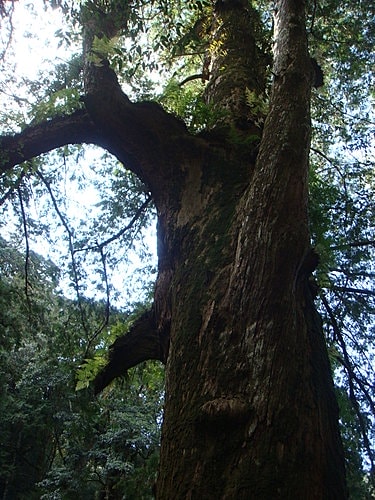 【復興】拉拉山神木 - 第39張圖 【復興】拉拉山神木