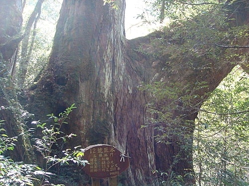 【復興】拉拉山神木 - 第40張圖 【復興】拉拉山神木