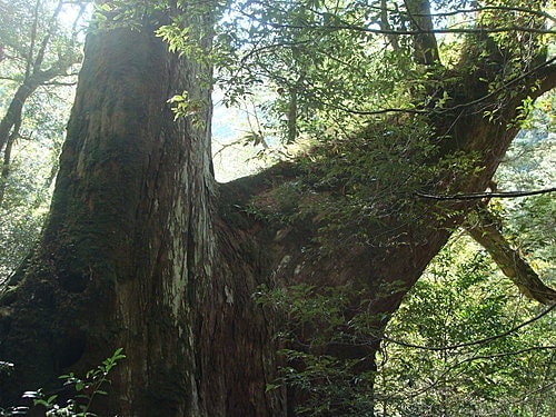 【復興】拉拉山神木 - 第41張圖 【復興】拉拉山神木
