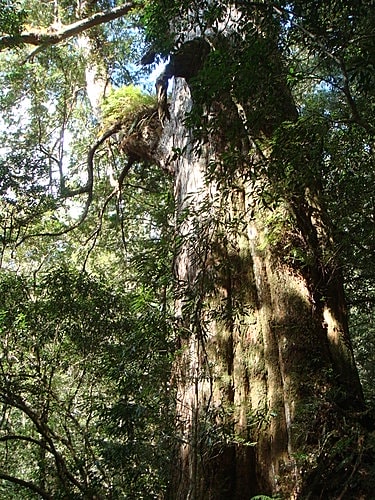 【復興】拉拉山神木 - 第43張圖 【復興】拉拉山神木