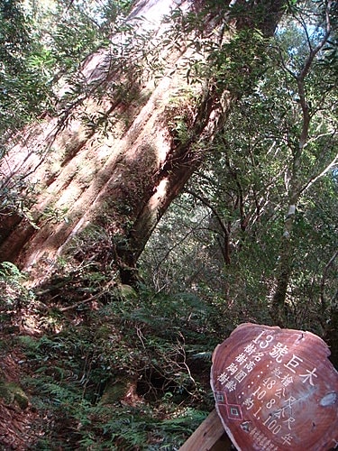 【復興】拉拉山神木 - 第42張圖 【復興】拉拉山神木
