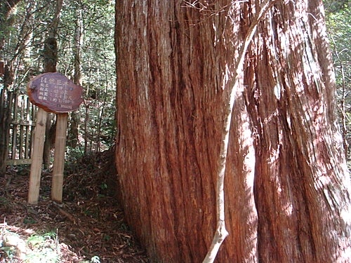 【復興】拉拉山神木 - 第44張圖 【復興】拉拉山神木