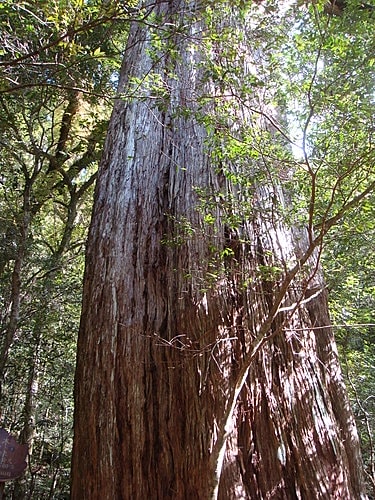 【復興】拉拉山神木 - 第45張圖 【復興】拉拉山神木