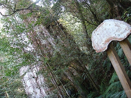 【復興】拉拉山神木 - 第47張圖 【復興】拉拉山神木