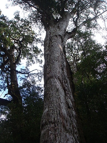 【復興】拉拉山神木 - 第48張圖 【復興】拉拉山神木
