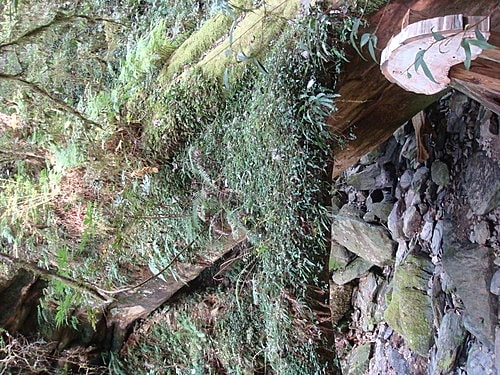 【復興】拉拉山神木 - 第49張圖 【復興】拉拉山神木